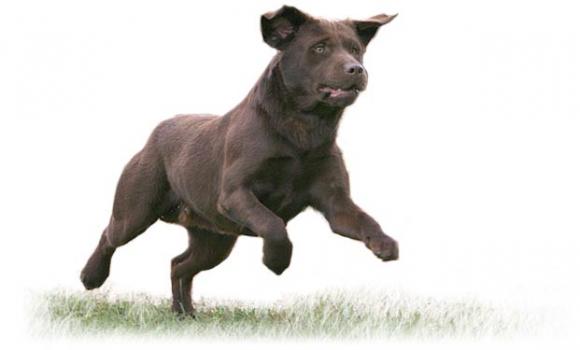 labradoro retriveris